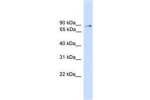 Image no. 1 for anti-Phosphoinositide-3-Kinase, Regulatory Subunit 5 (PIK3R5) (AA 471-520) antibody (ABIN6745559)