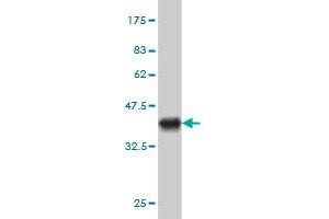 Western Blot detection against Immunogen (36.