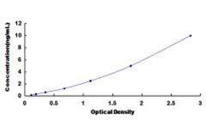 Paraoxonase 2 (PON2) ELISA Kit