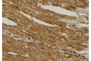 ABIN6274732 at 1/100 staining Mouse muscle tissue by IHC-P.