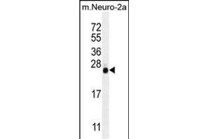 LIN28 Antibody (ABIN655496 and ABIN2845014) western blot analysis in mouse Neuro-2a cell line lysates (35 μg/lane). (LIN28A anticorps)