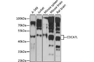 Western blot analysis of extracts of various cell lines, using CDCL antibody (ABIN7266264) at 1:1000 dilution.