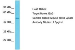 Image no. 1 for anti-Ets Variant 3 (ETV3) (AA 441-490) antibody (ABIN6750268)