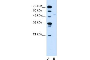 WB Suggested Anti-RXRG Antibody Titration:  2. (Retinoid X Receptor gamma anticorps  (C-Term))