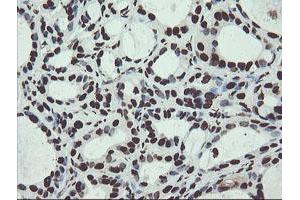 Image no. 14 for anti-Non-POU Domain Containing, Octamer-Binding (NONO) (AA 184-385) antibody (ABIN1491073) (NONO anticorps  (AA 184-385))