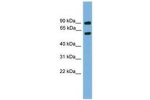 Image no. 1 for anti-NGFI-A Binding Protein 2 (EGR1 Binding Protein 2) (NAB2) (AA 401-450) antibody (ABIN6744541) (NAB2 anticorps  (AA 401-450))