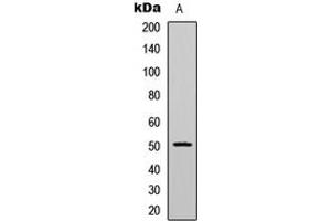Western blot analysis of CaMK2 alpha/delta (pT286) expression in HeLa (A) whole cell lysates. (CaMK2 alpha/delta anticorps  (pSer286))