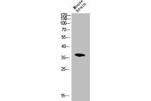 Western blot analysis of mouse-brain lysis using p38 antibody.