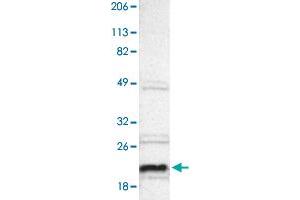 Western blot analysis of Human cell line RT-4 with ALG13 polyclonal antibody . (ALG13 anticorps)