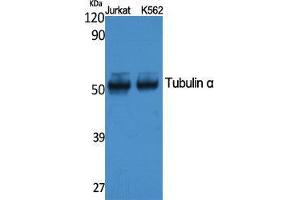 Western Blotting (WB) image for anti-alpha Tubulin (TUBA1) (C-Term) antibody (ABIN3178084) (alpha Tubulin anticorps  (C-Term))