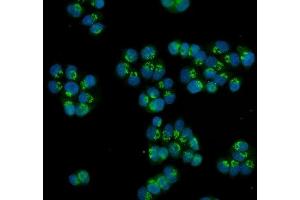 IF analysis of HOXC13 using anti-HOXC13 antibody (ABIN7602314). (HOXC13 anticorps  (AA 7-155))