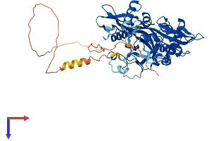 AlphaFold protein structure predicition of Human Recombinant NMT2 Protein, UniprotID O60551