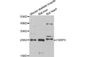 Western blot analysis of extracts of various cell lines, using CSRP3 antibody.