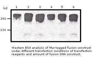 Image no. 1 for anti-Myc Tag antibody (ABIN274261) (Myc Tag anticorps)