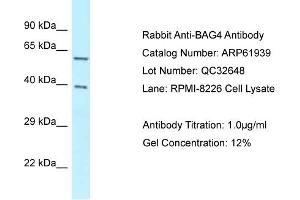 Western Blotting (WB) image for anti-BCL2-Associated Athanogene 4 (BAG4) (C-Term) antibody (ABIN970178) (BAG4 anticorps  (C-Term))