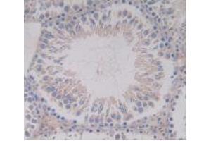 IHC-P analysis of Rat Testis Tissue, with DAB staining. (EGF anticorps  (AA 974-1026))