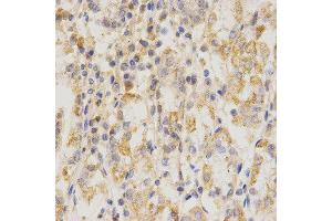 Immunohistochemistry (IHC) image for anti-CD151 (CD151) antibody (ABIN1871589) (CD151 anticorps)