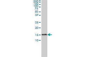 MED31 monoclonal antibody (M01), clone 2C8 Western Blot analysis of MED31 expression in MCF-7 .