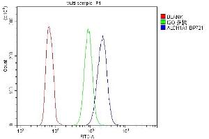 9. (ALDH1A1 anticorps  (AA 6-342))
