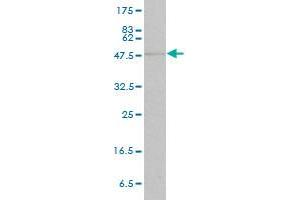 STAT4 monoclonal antibody (M01), clone 1C2-1C12.