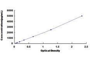 Cysteine-S-conjugate beta-Lyase (CCBL1) ELISA Kit