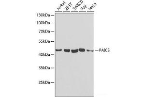 Western blot analysis of extracts of various cell lines using PAICS Polyclonal Antibody at dilution of 1:1000. (PAICS anticorps)