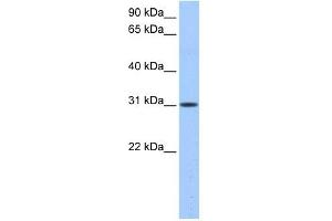 HUS1B antibody used at 0. (HUS1B anticorps)