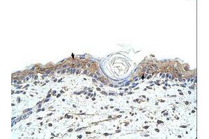 Image no. 1 for anti-RNA Binding Motif, Single Stranded Interacting Protein 1 (RBMS1) (C-Term) antibody (ABIN203115)