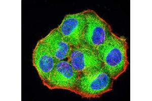 Immunofluorescence analysis of Hela cells using PCDH9 mouse mAb (green).