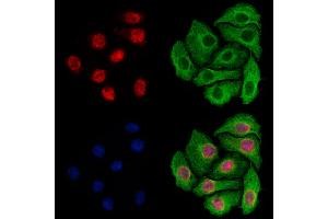 ABIN7094839 and ABIN7098890 staining Hela cells by IF/ICC. (IPO7 anticorps  (C-Term))