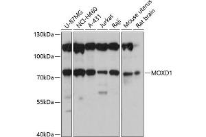 Western blot analysis of extracts of various cell lines, using MOXD1 antibody (ABIN6133069, ABIN6143954, ABIN6143955 and ABIN6220708) at 1:3000 dilution.