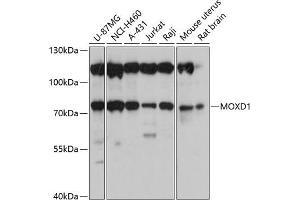Western blot analysis of extracts of various cell lines, using MOXD1 antibody (ABIN6133069, ABIN6143954, ABIN6143955 and ABIN6220708) at 1:3000 dilution. (MOXD1 anticorps  (AA 390-590))