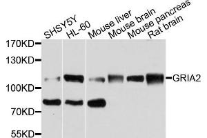 Western blot analysis of extracts of various cells, using GRIA2 antibody. (GRIA2 anticorps)