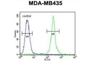 Flow cytometric analysis of MDA-MB435 cells (right histogram) compared to a negative control cell (left histogram) using MRM1 Antibody (N-term), followed by FITC-conjugated goat-anti-rabbit secondary antibodies.