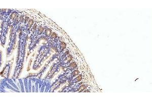 Immunohistochemistry of paraffin-embedded Mouse colon tissue using eIF4A1 Monoclonal Antibody at dilution of 1:200. (EIF4A1 anticorps)