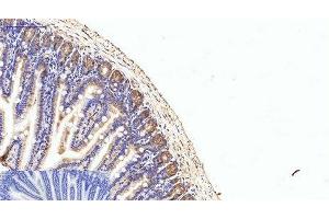 Immunohistochemistry of paraffin-embedded Mouse colon tissue using eIF4A1 Monoclonal Antibody at dilution of 1:200.