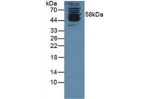 Detection of KPNa1 in Human K562 Cells using Polyclonal Antibody to Karyopherin Alpha 1 (KPNa1) (KPNA1 anticorps  (AA 239-506))