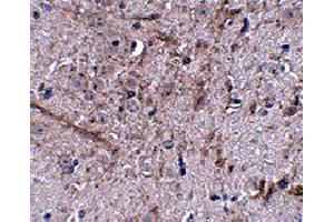 Immunohistochemistry of TOMM70A in mouse brain tissue with TOMM70A polyclonal antibody  at 2. (TOM70 anticorps  (N-Term))