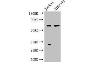 Western Blot Positive WB detected in: Jurkat whole cell lysate, NIH/3T3 whole cell lysate All lanes: FANCC antibody at 3 μg/mL Secondary Goat polyclonal to rabbit IgG at 1/50000 dilution Predicted band size: 64 kDa Observed band size: 64 kDa (FANCC anticorps  (AA 1-210))