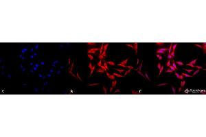 Immunocytochemistry/Immunofluorescence analysis using Rabbit Anti-Hsp70 Polyclonal Antibody . (HSP70 anticorps  (Alkaline Phosphatase (AP)))
