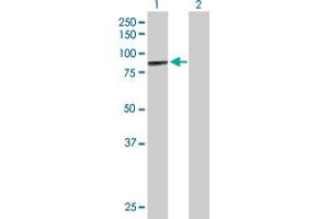 Western Blot analysis of MCCC1 expression in transfected 293T cell line by MCCC1 MaxPab polyclonal antibody. (MCCC1 anticorps  (AA 1-725))