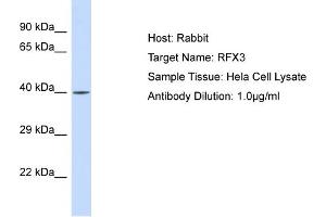Host: Rabbit Target Name: RFX3 Sample Type: Hela Whole Cell lysates Antibody Dilution: 1. (RFX3 anticorps  (N-Term))