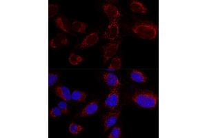 Confocal immunofluorescence analysis of U2OS cells using HADHA Polyclonal Antibody (ABIN6131741, ABIN6141585, ABIN6141587 and ABIN6217258) at dilution of 1:100. (HADHA anticorps  (AA 484-763))