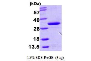 SDS-PAGE (SDS) image for Haloacid Dehalogenase-Like Hydrolase Domain Containing 3 (HDHD3) (AA 1-251) protein (His tag) (ABIN667882)