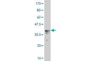 Western Blot detection against Immunogen (34.