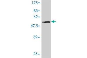 Western Blot detection against Immunogen (51.