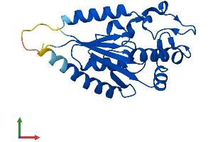 AlphaFold protein structure predicition of Human Recombinant NMRK1 Protein, UniprotID Q9NWW6