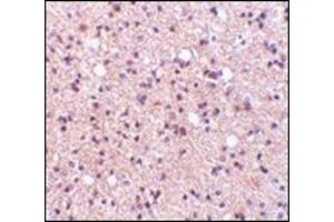 Immunohistochemistry of NPAS3 in human brain tissue with this product at 5 μg/ml. (NPAS3 anticorps  (Center))