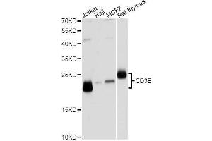 Western blot analysis of extracts of various cell lines, using CD3E Antibody. (CD3 epsilon anticorps  (C-Term))