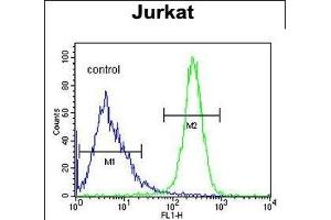 ANGEL1 Antibody (C-term) (ABIN652892 and ABIN2842577) flow cytometric analysis of Jurkat cells (right histogram) compared to a negative control cell (left histogram). (ANGEL1 anticorps  (C-Term))